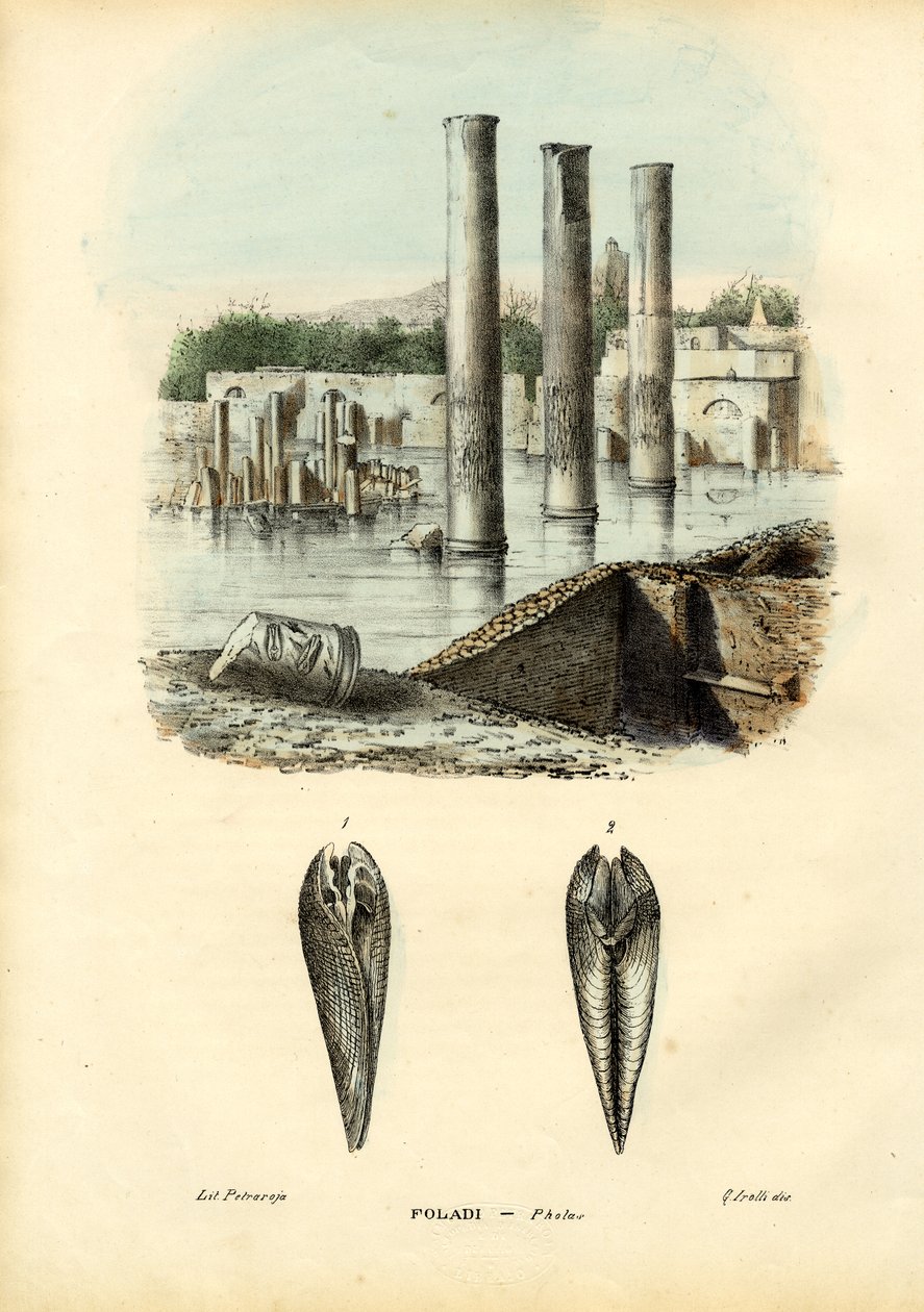 Kagyló, 1863-79 alkotó: Raimundo Petraroja