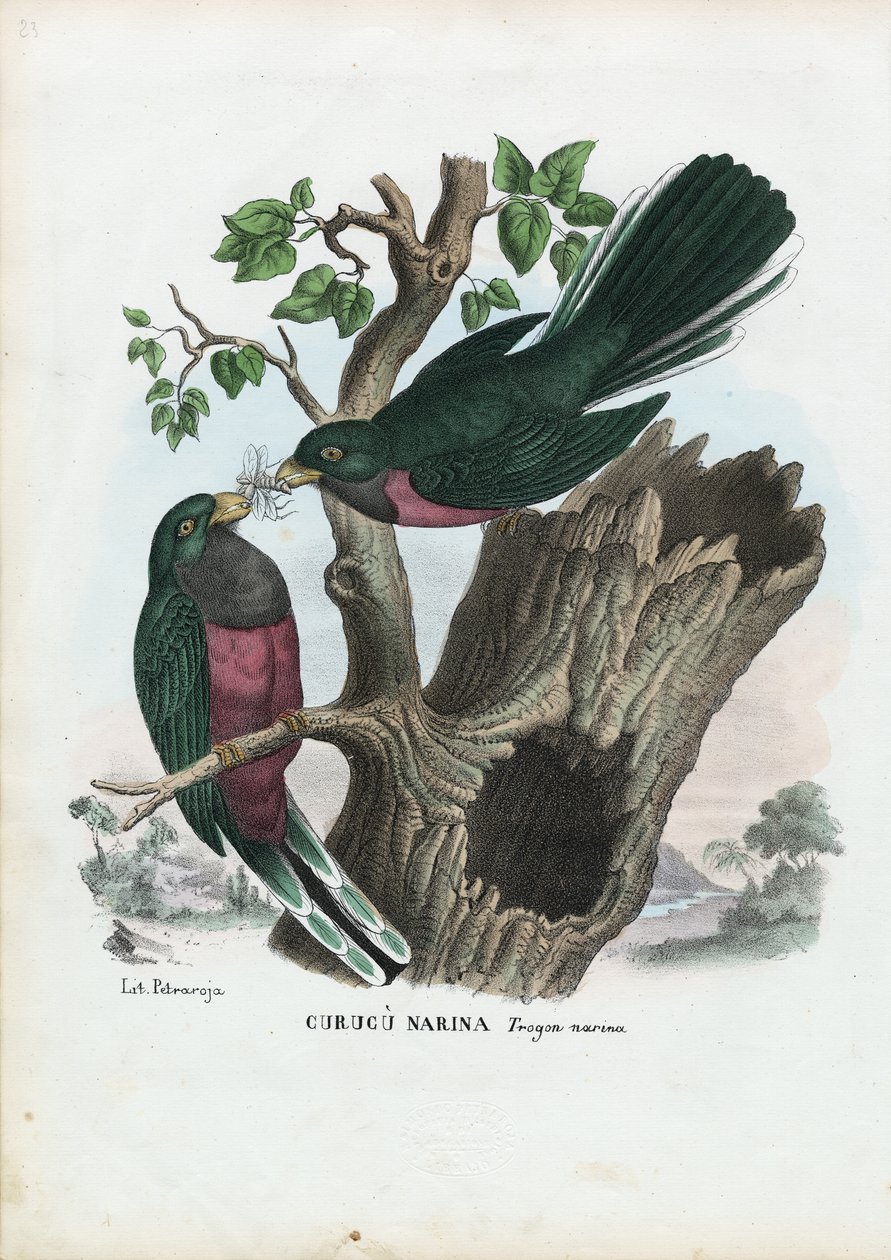 Narina Trogon, 1863-79 alkotó: Raimundo Petraroja