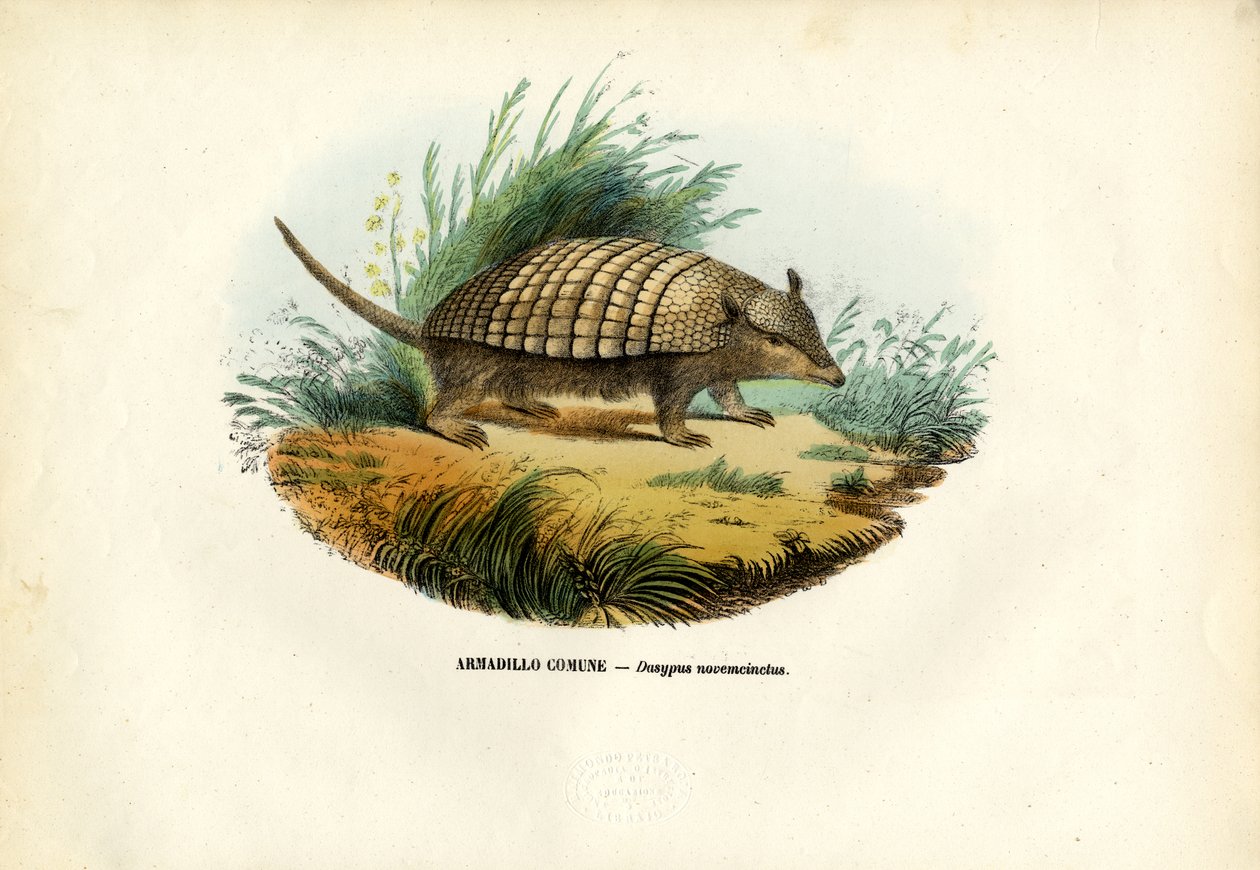 Kilencsávos tatu, 1863-79 alkotó: Raimundo Petraroja