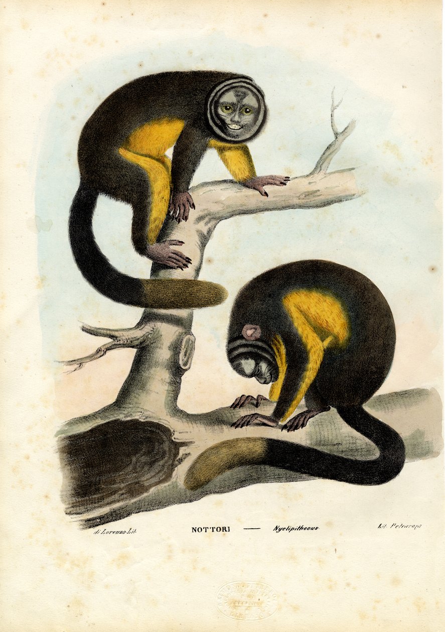 Bagolymajom, 1863-79 alkotó: Raimundo Petraroja