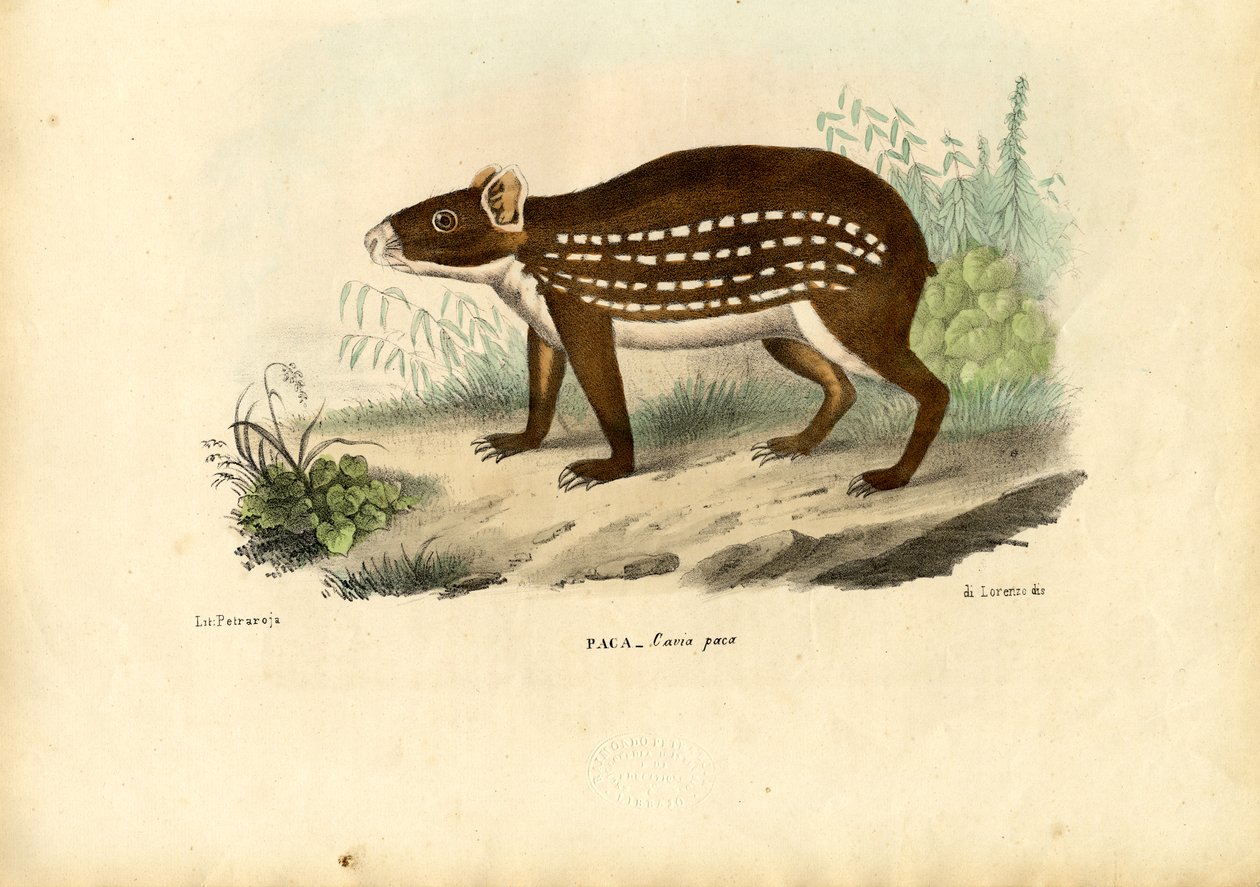 Paca, 1863-79 alkotó: Raimundo Petraroja