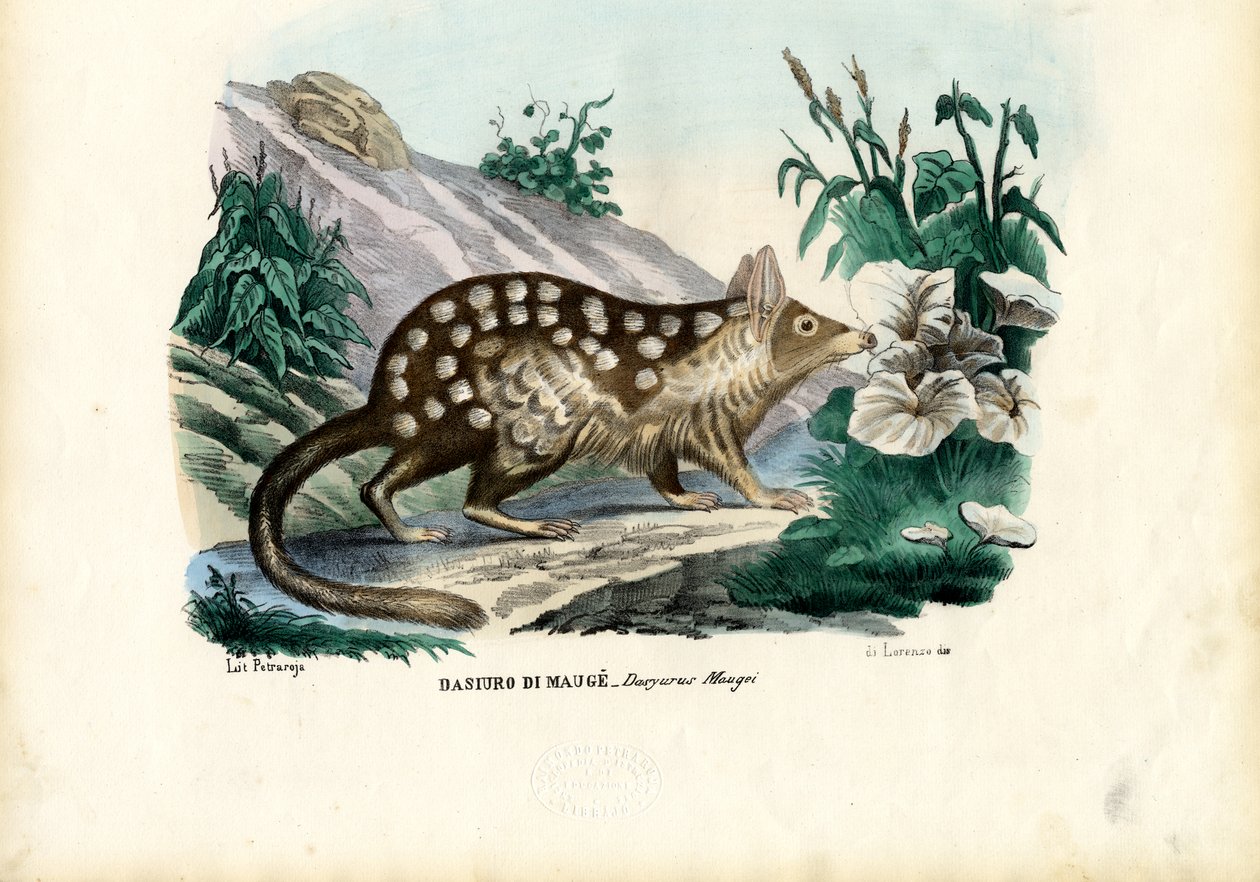 Quoll, 1863-79 alkotó: Raimundo Petraroja