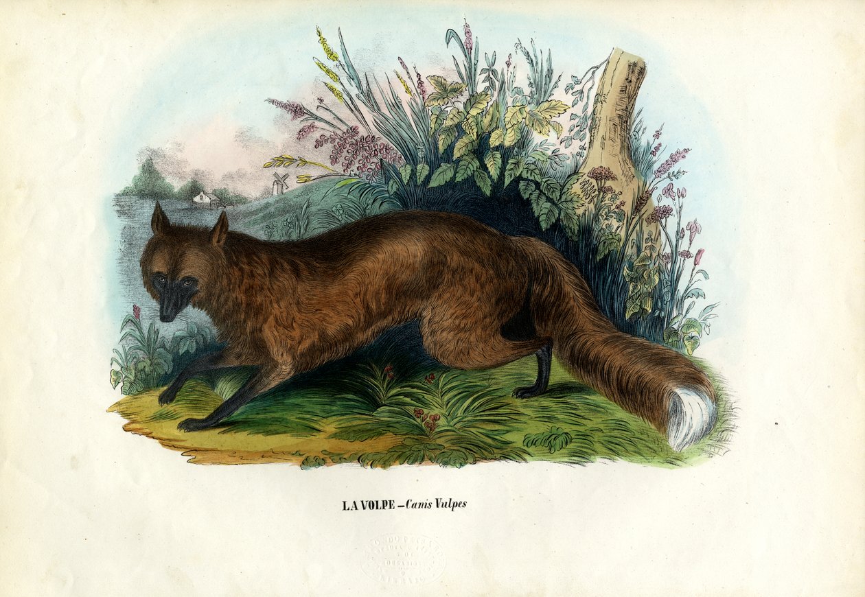 Vörös Róka, 1863-79 alkotó: Raimundo Petraroja