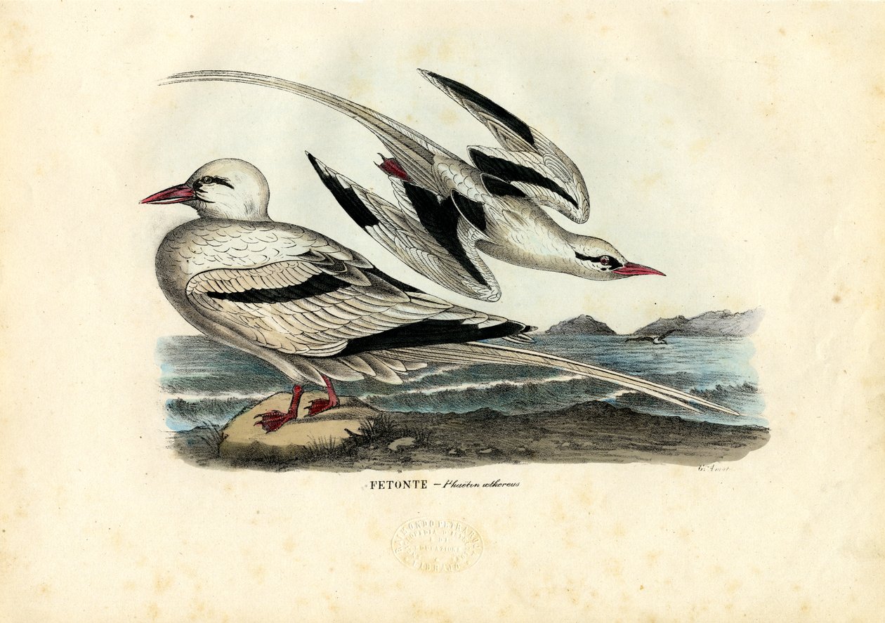 Vöröscsőrű trópusi madár, 1863-79 alkotó: Raimundo Petraroja