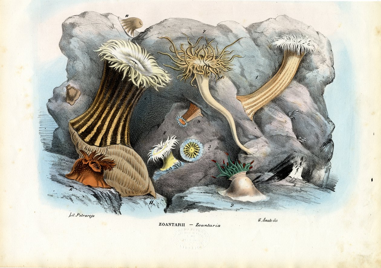 Tengeri kökörcsin, 1863-79 alkotó: Raimundo Petraroja