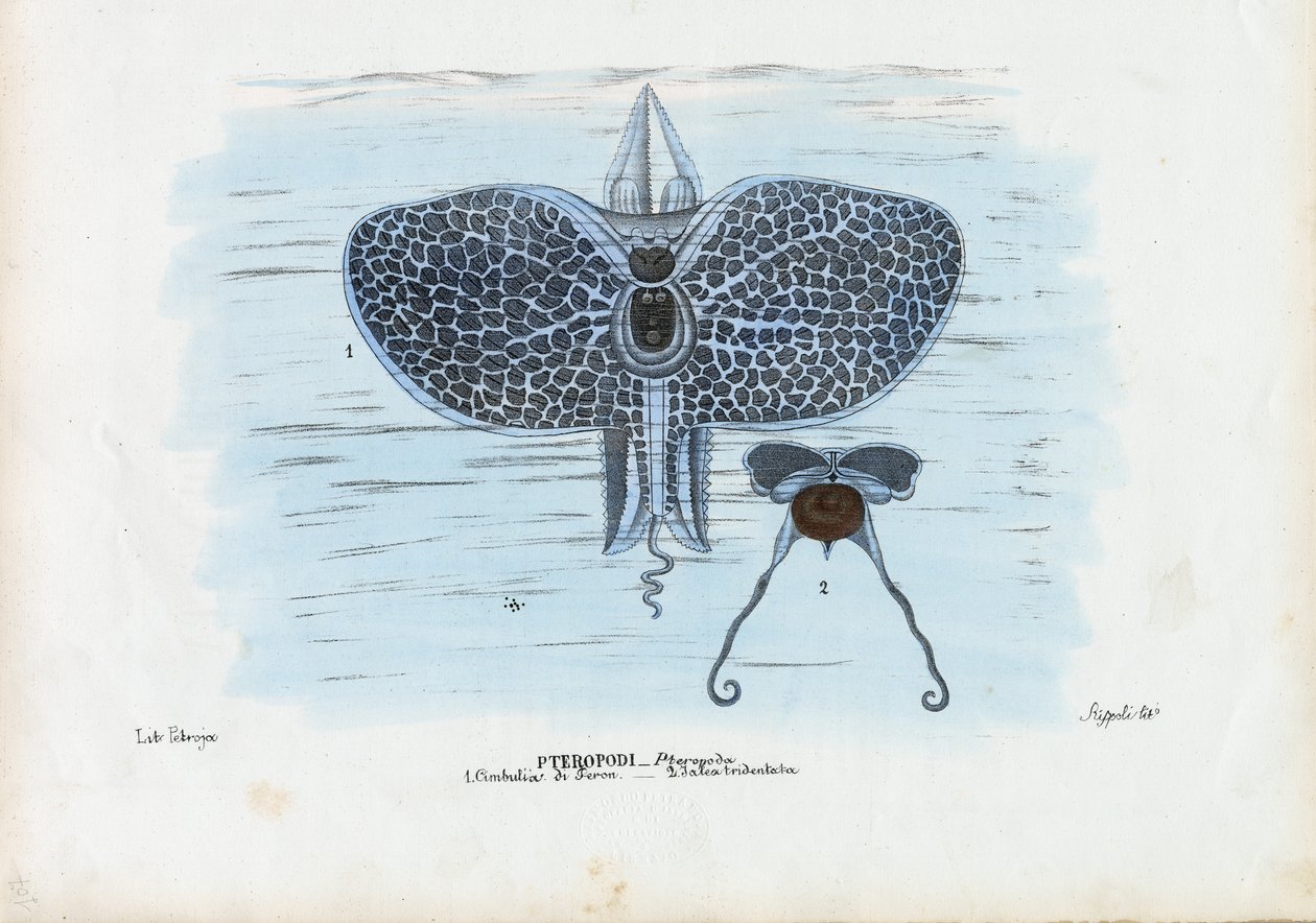Tengeri pillangók, 1863-79 alkotó: Raimundo Petraroja