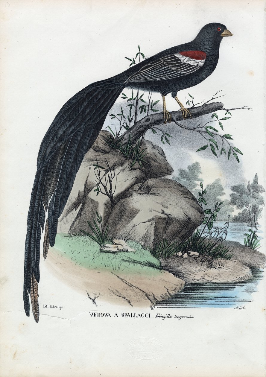 Szibériai pinty, 1863-79 alkotó: Raimundo Petraroja