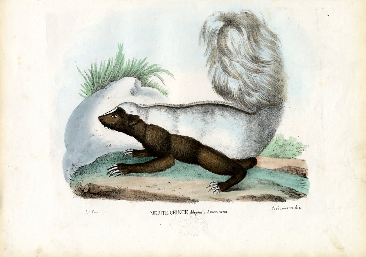 Skunk, 1863-79 alkotó: Raimundo Petraroja