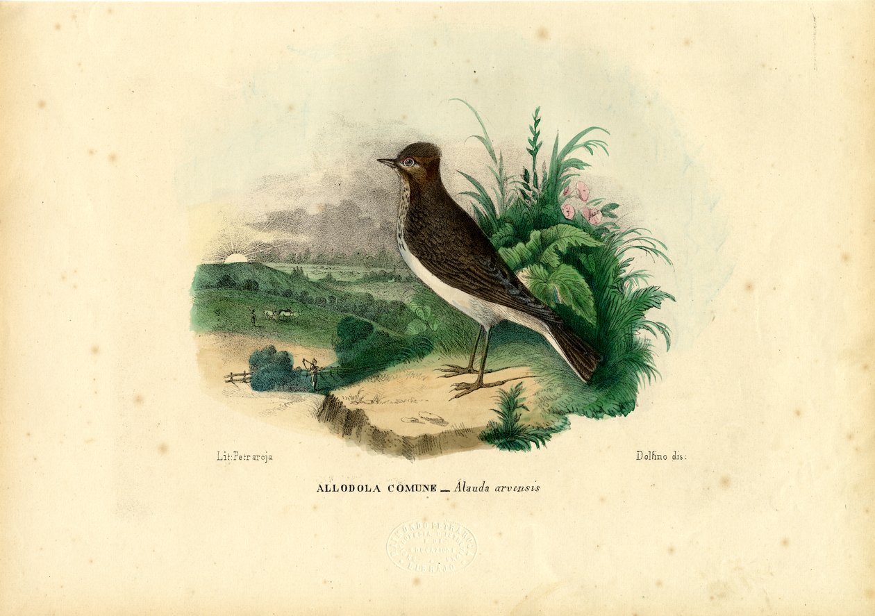 Skylark, 1863-79 alkotó: Raimundo Petraroja