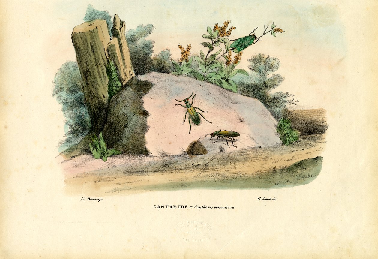 Spanyol légy, 1863-79 alkotó: Raimundo Petraroja