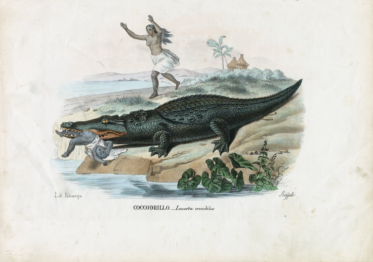 Szemüveges Kajmán, 1863-79 alkotó: Raimundo Petraroja
