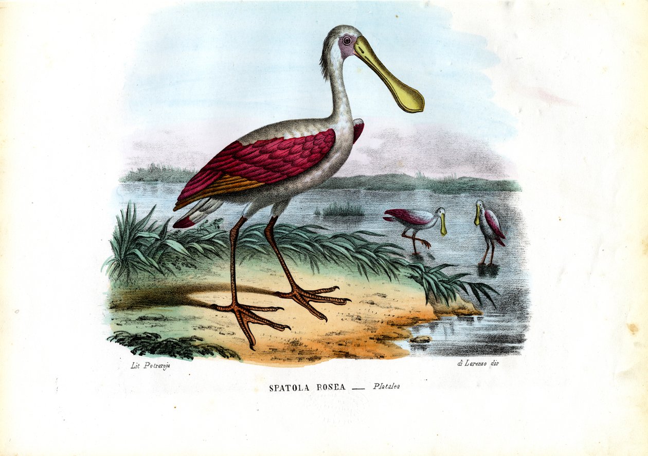 Kanálcsőrű, 1863-79 alkotó: Raimundo Petraroja