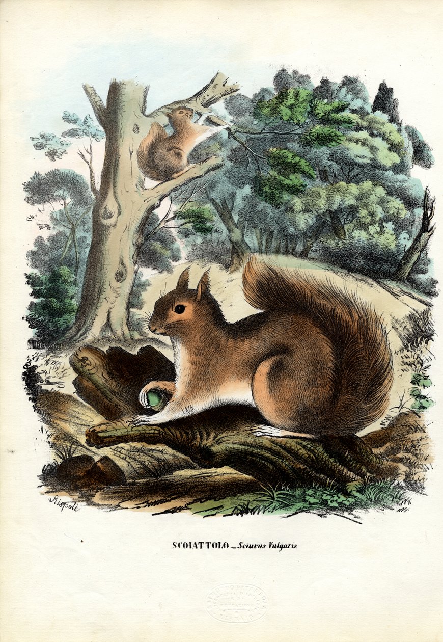 Mókus, 1863-79 alkotó: Raimundo Petraroja
