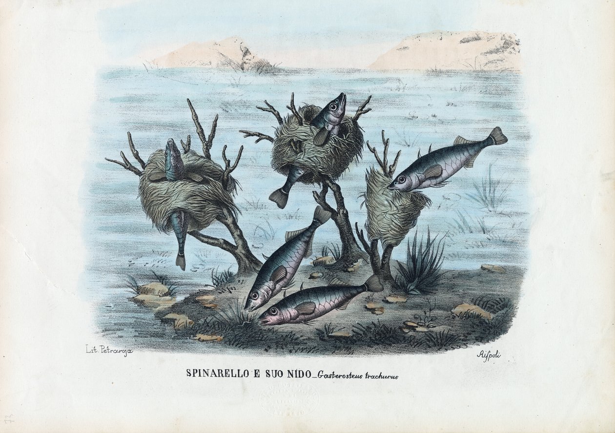 Stickleback, 1863-79 alkotó: Raimundo Petraroja