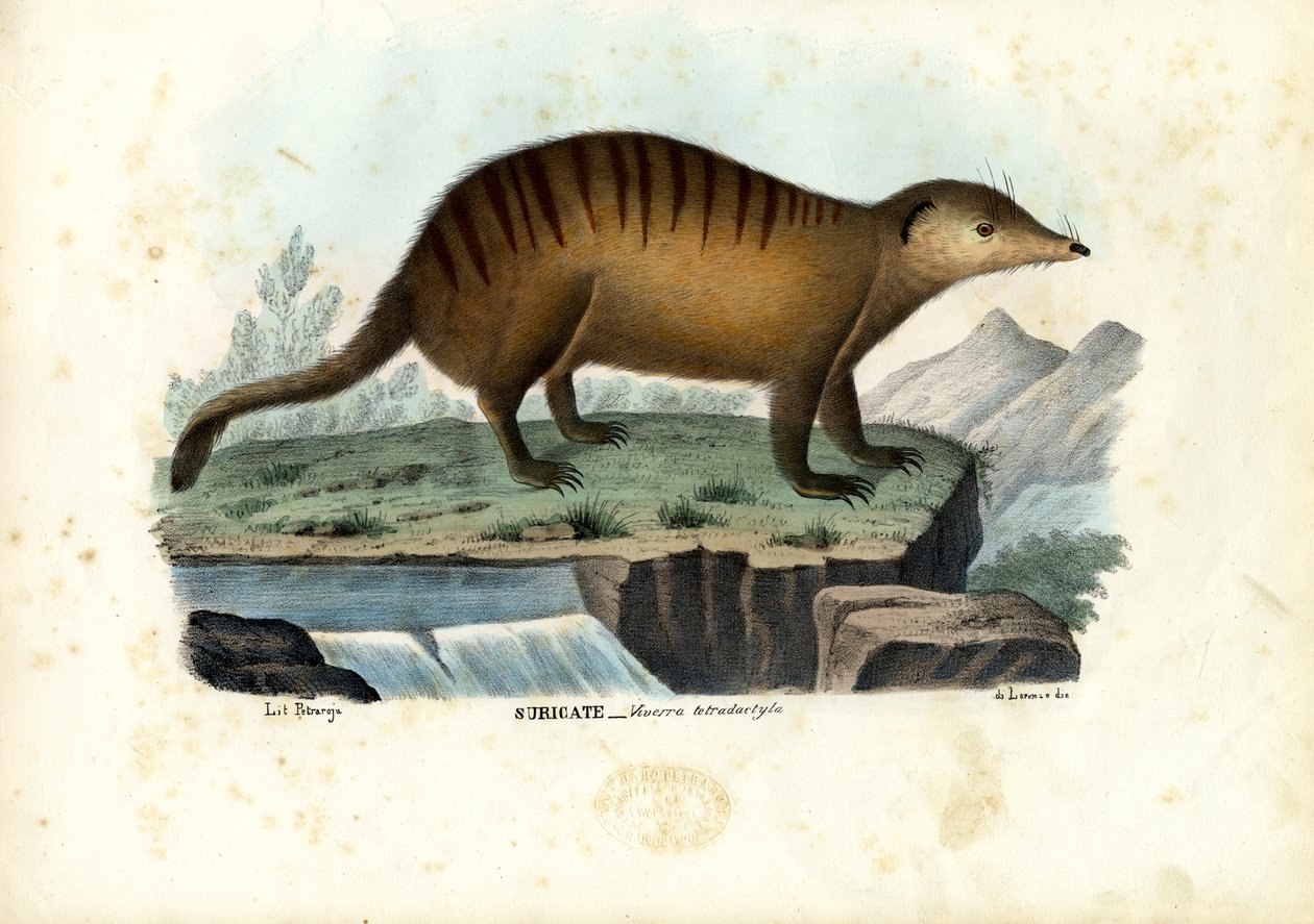 Suricate, 1863-79 alkotó: Raimundo Petraroja
