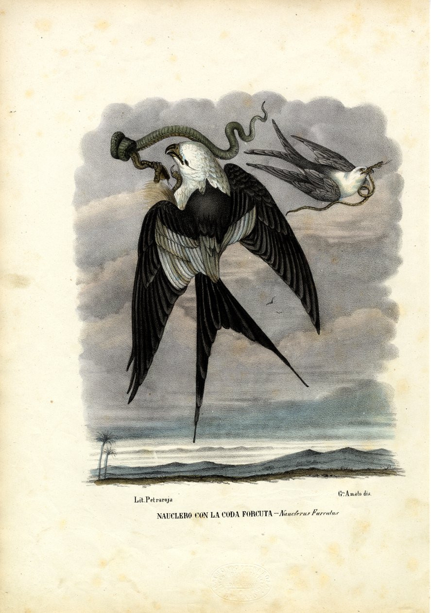 Fecskefarkú sárkány, 1863-79 alkotó: Raimundo Petraroja
