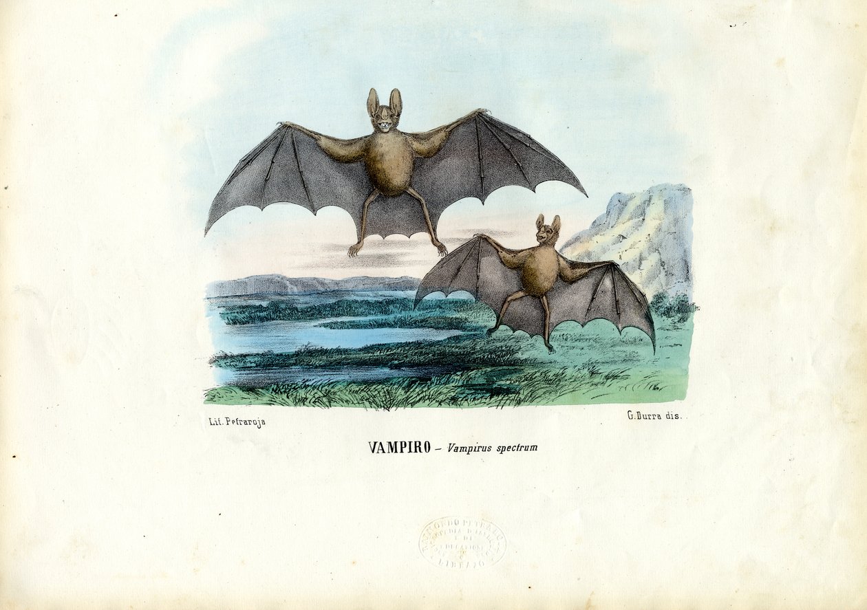 Vámpír denevér, 1863-79 alkotó: Raimundo Petraroja