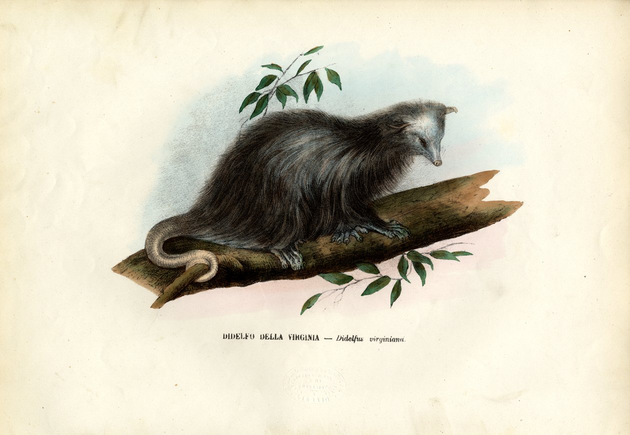 Virginia Opossum, 1863-79 alkotó: Raimundo Petraroja