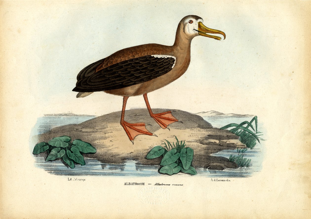 Vándor albatrosz, 1863-79 alkotó: Raimundo Petraroja