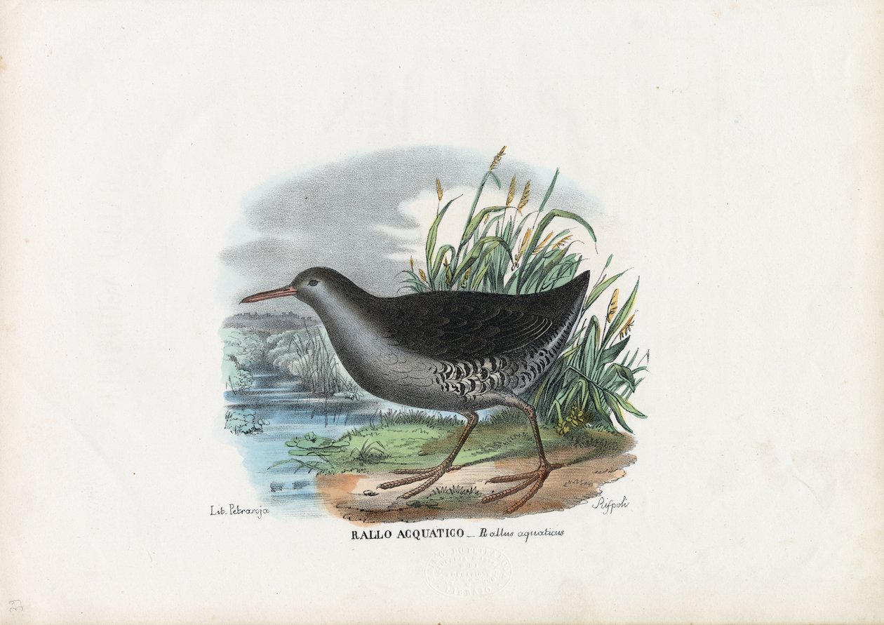 Vízi vasút, 1863-79 alkotó: Raimundo Petraroja
