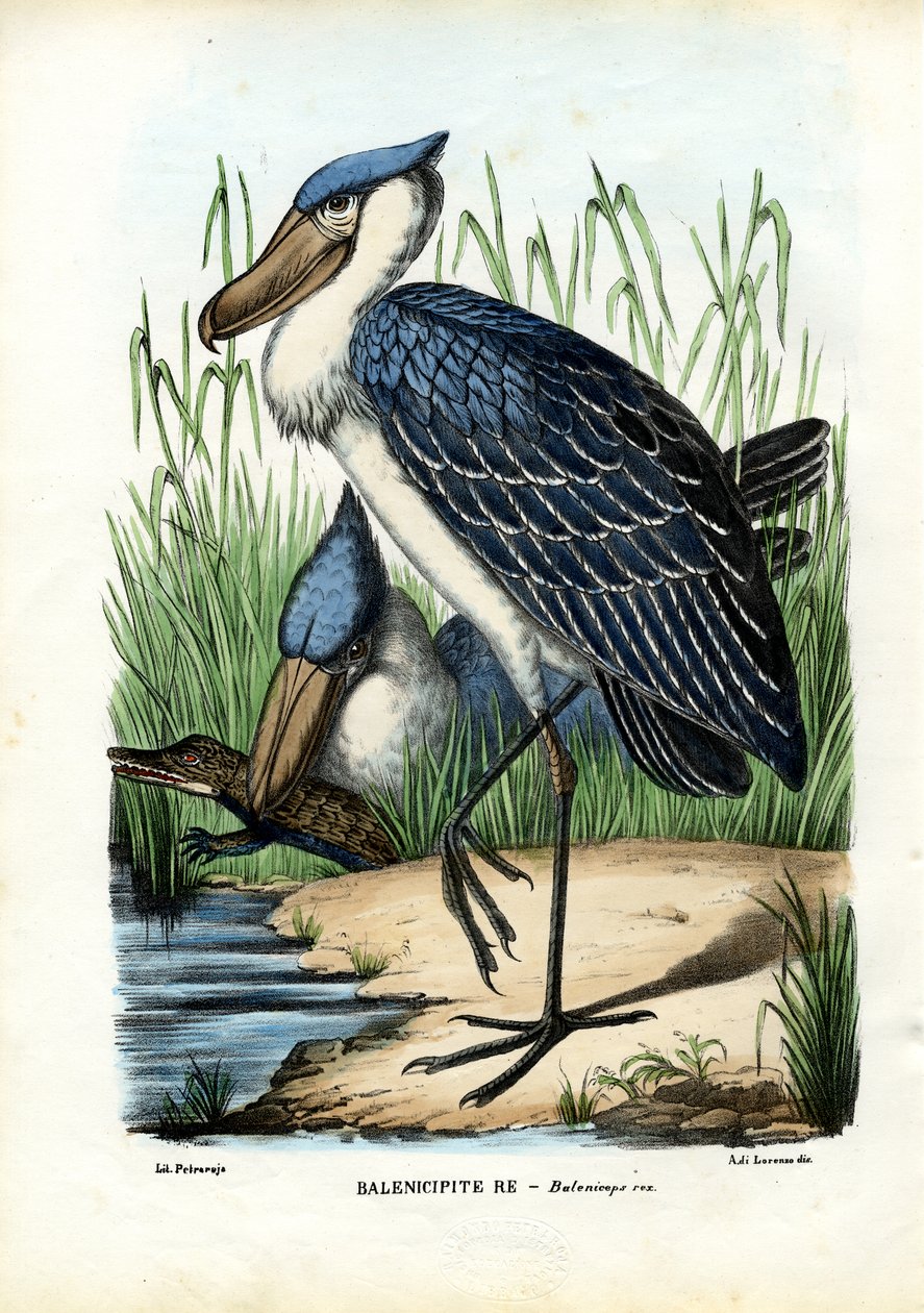 Bálnafej, 1863-79 alkotó: Raimundo Petraroja