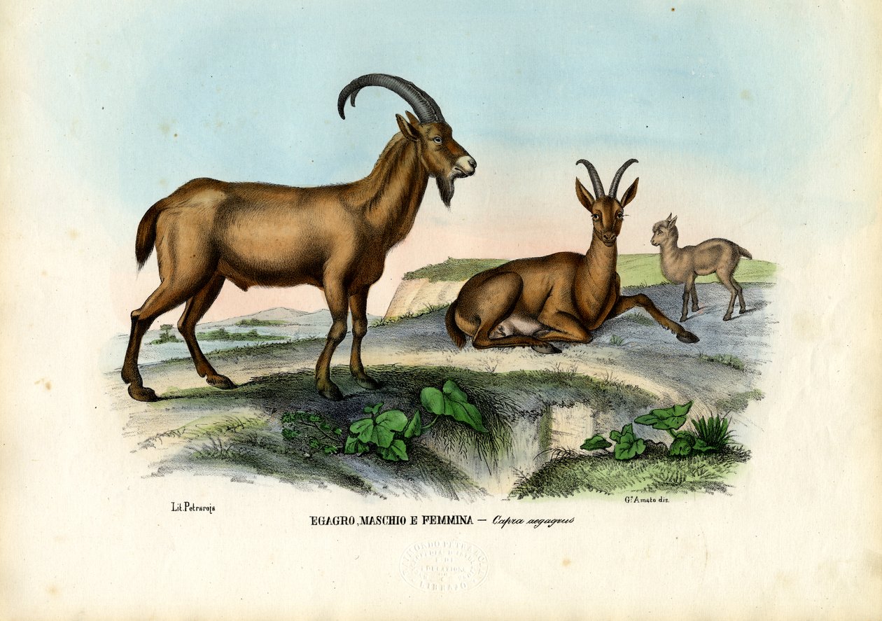 Vadkecske, 1863-79 alkotó: Raimundo Petraroja