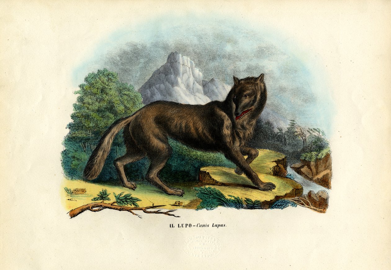 Farkas, 1863-79 alkotó: Raimundo Petraroja