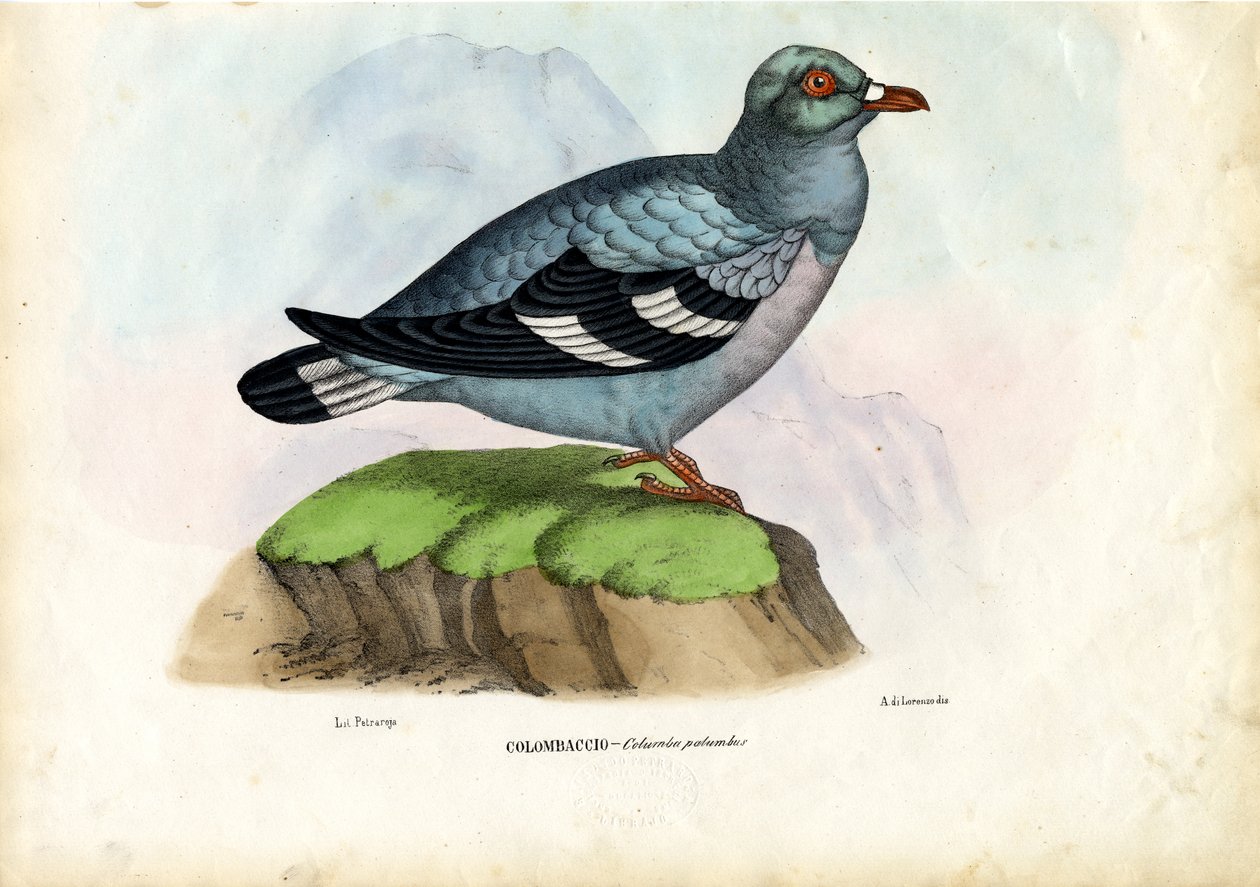 Erdei galamb, 1863-79 alkotó: Raimundo Petraroja