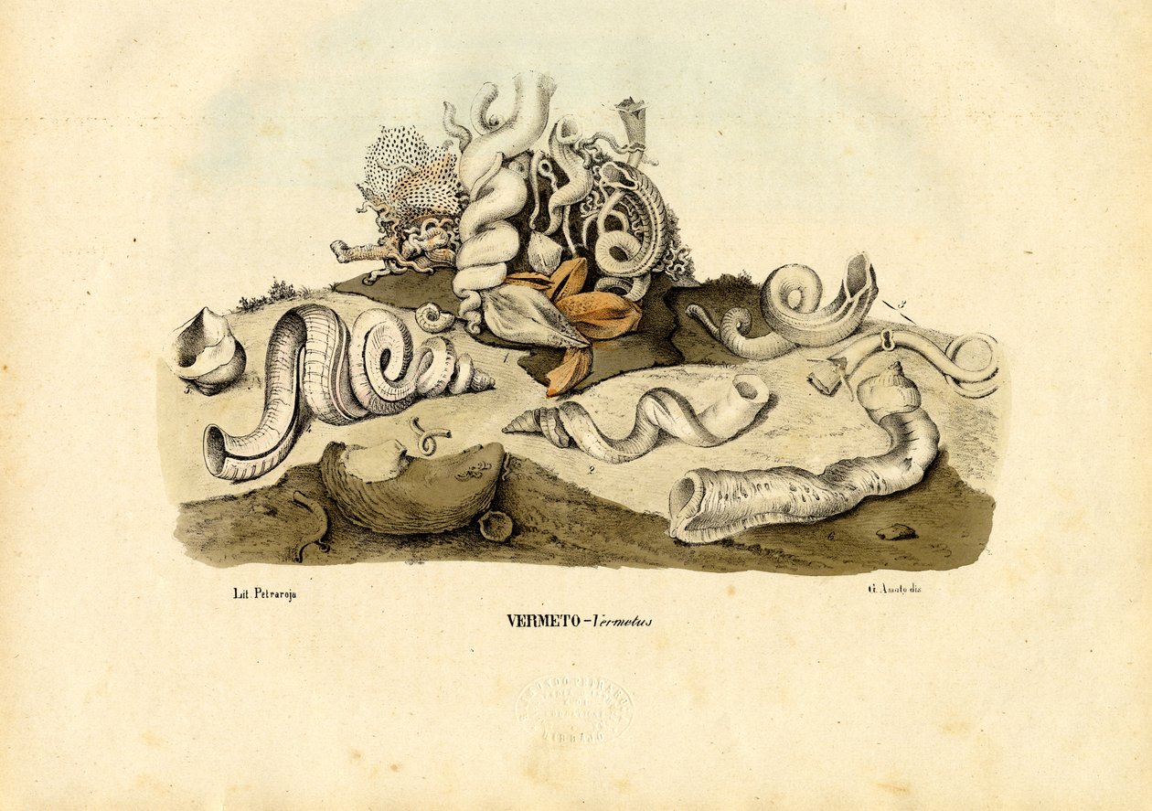 Féregcsigák, 1863-79 alkotó: Raimundo Petraroja