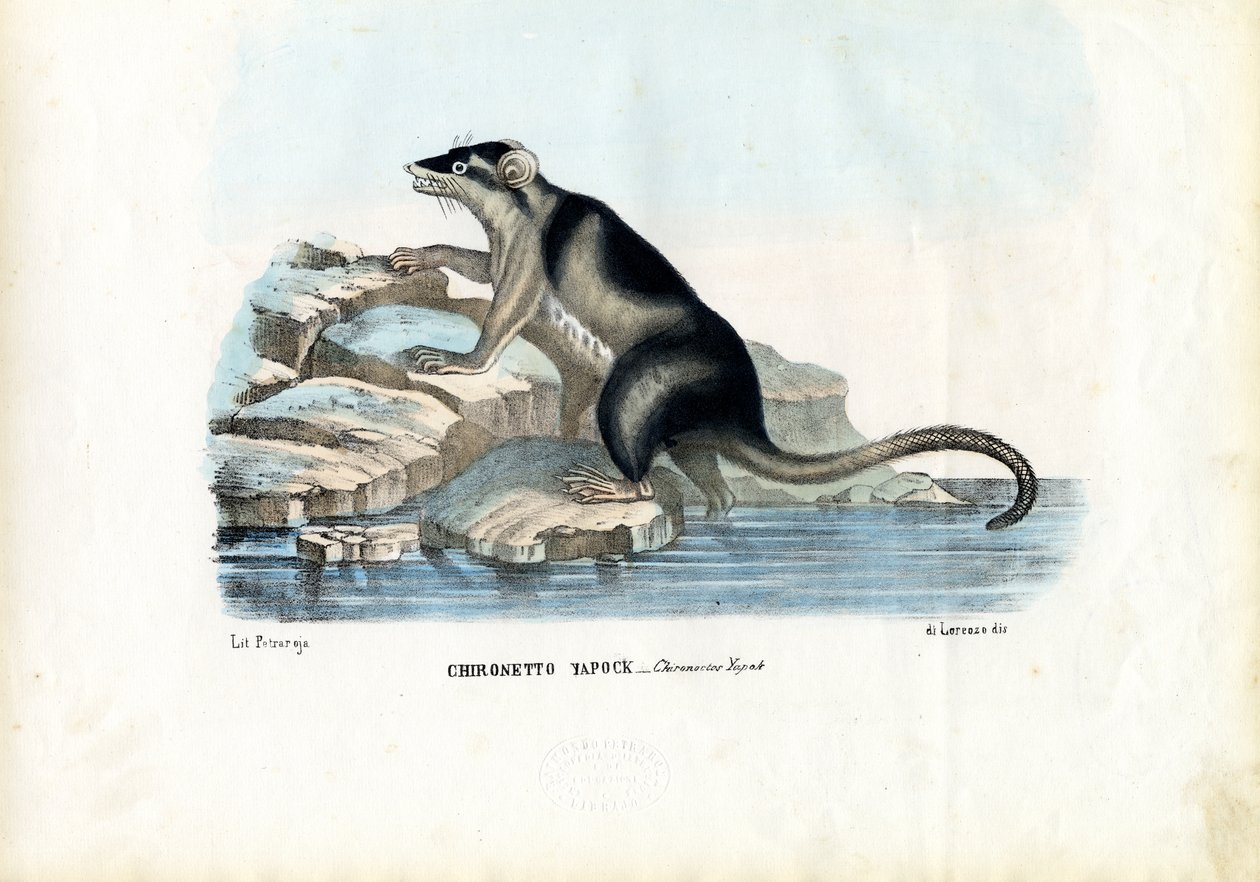 Yapok, 1863-79 alkotó: Raimundo Petraroja