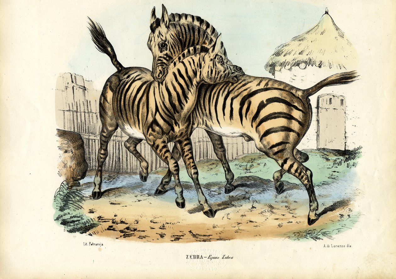 Zebra, 1863-79 alkotó: Raimundo Petraroja