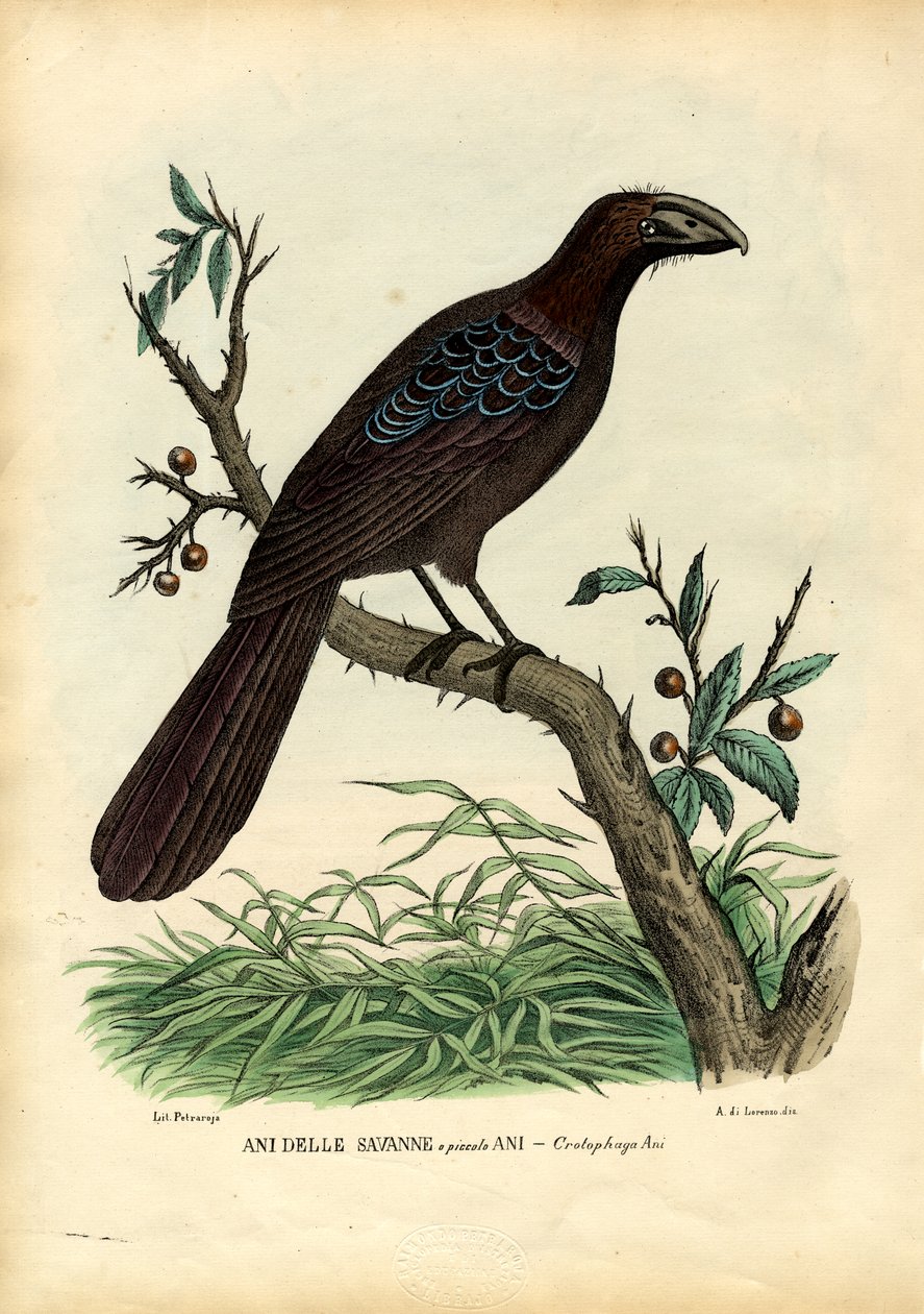 Ani, 1863-79 alkotó: Raimundo Petraroja