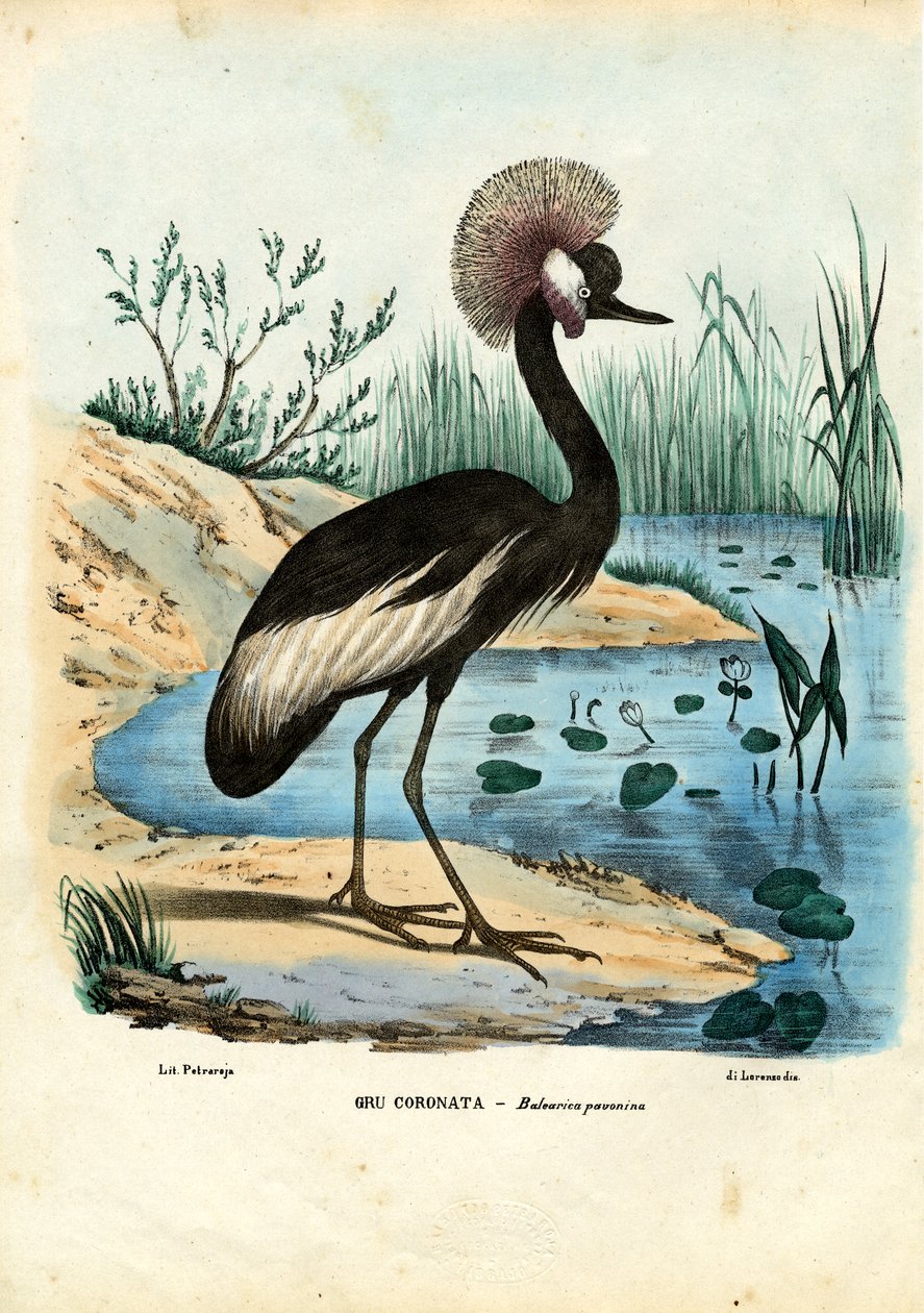 Fekete koronás daru, 1863-79 alkotó: Raimundo Petraroja