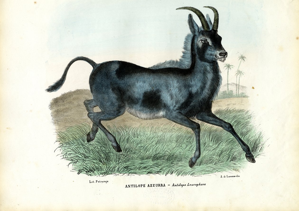Bluebuck, 1863-79 alkotó: Raimundo Petraroja