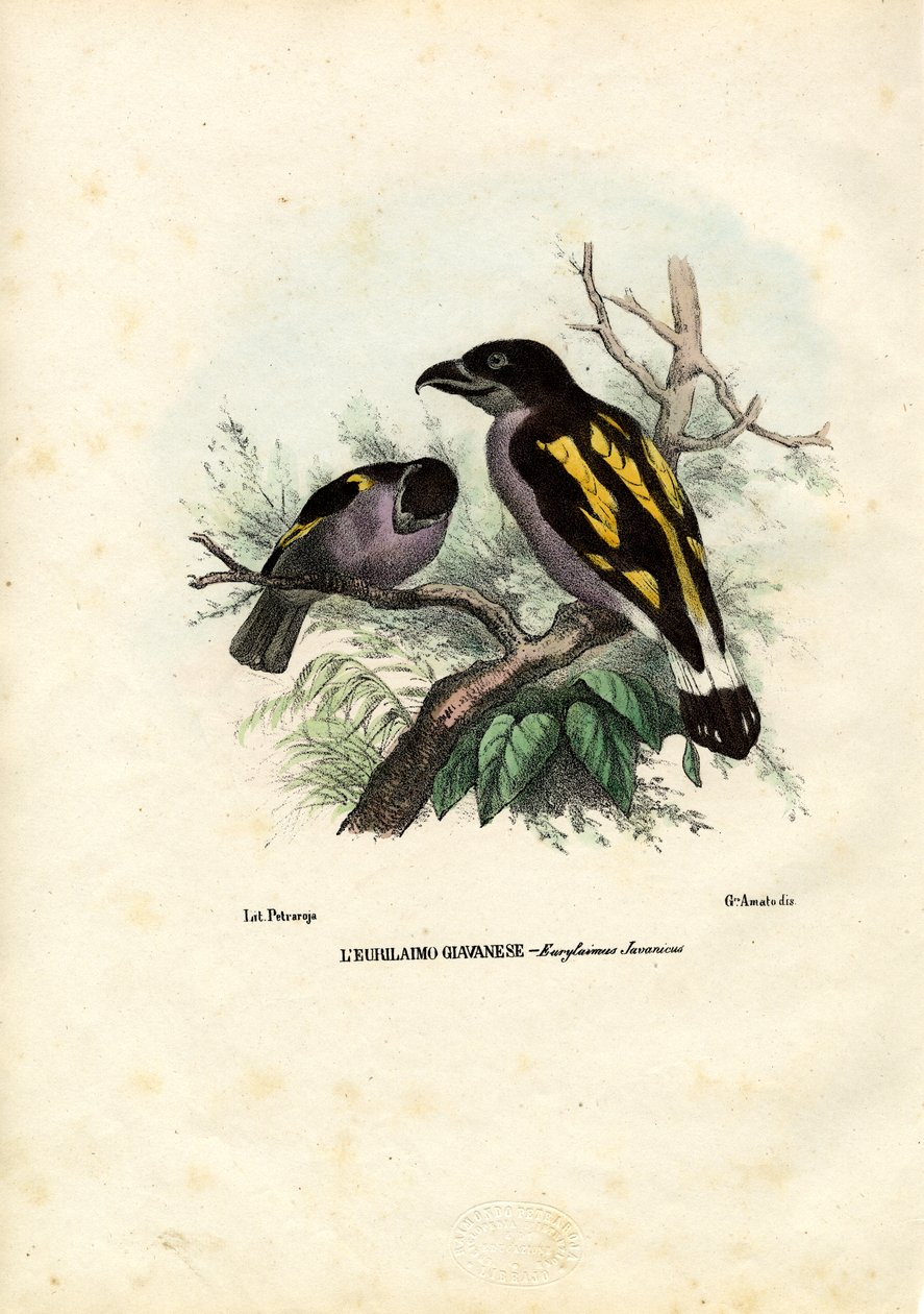 Broadbills, 1863-79 alkotó: Raimundo Petraroja