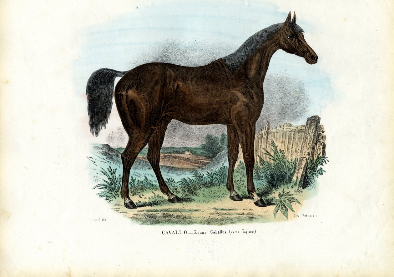 Angol ló, 1863-79 alkotó: Raimundo Petraroja