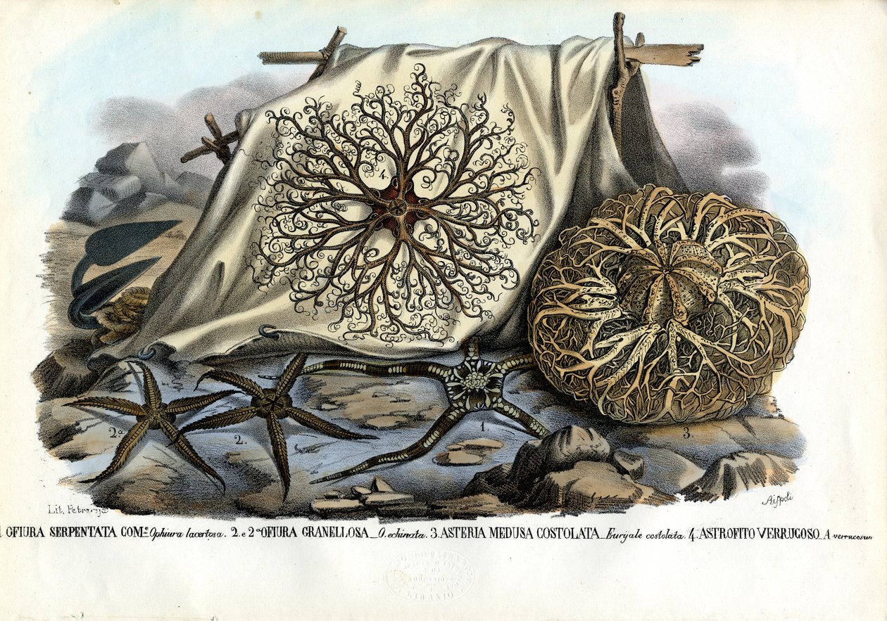 Gorgon feje, 1863-79 alkotó: Raimundo Petraroja
