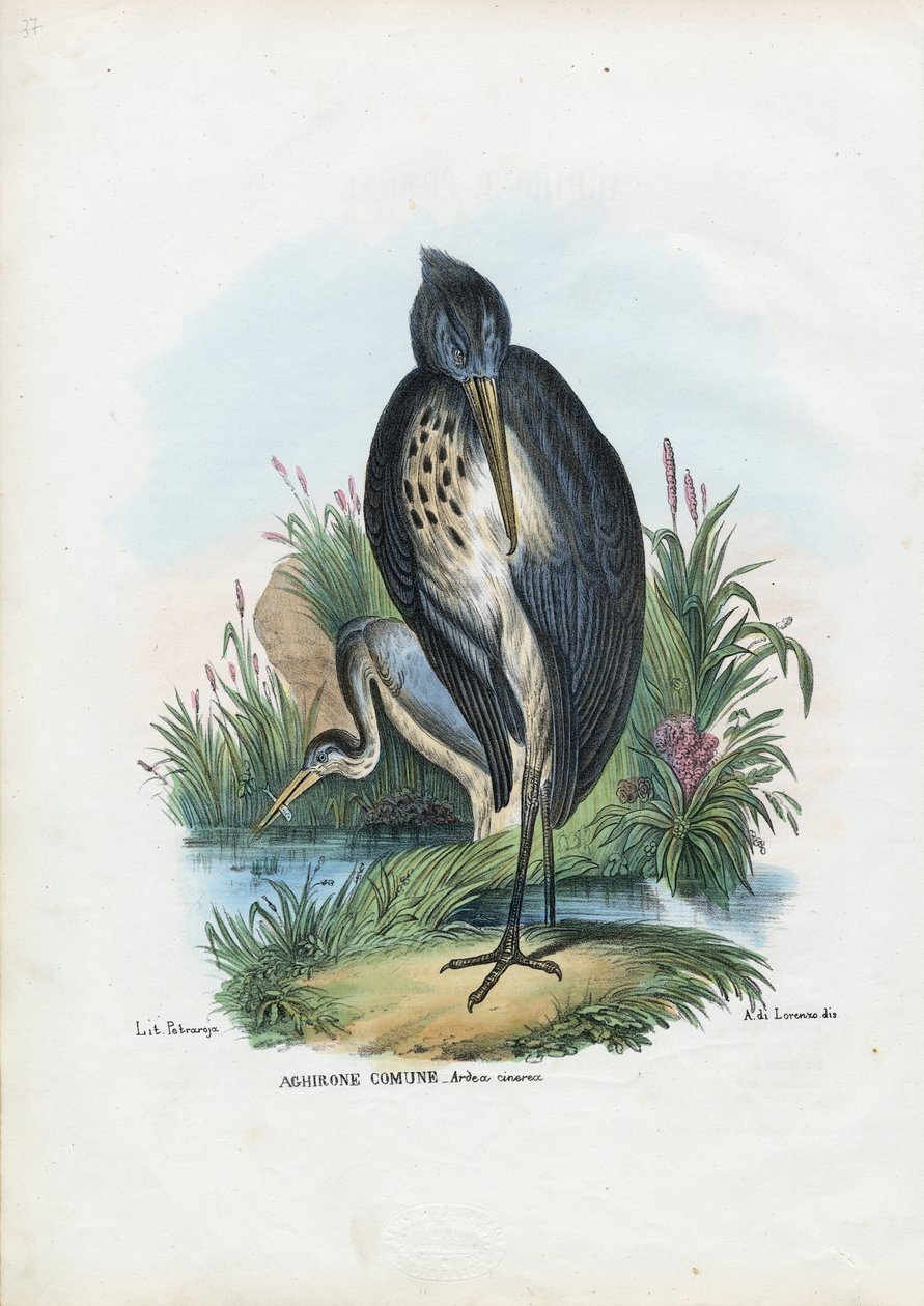 Szürke gém, 1863-79 alkotó: Raimundo Petraroja
