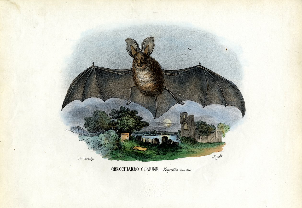 Szürke hosszúfülű denevér, 1863-79 alkotó: Raimundo Petraroja