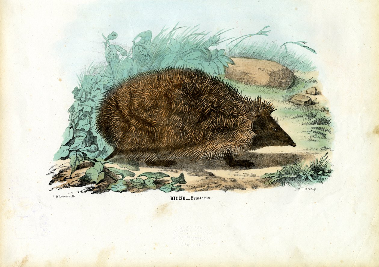 Sün, 1863-79 alkotó: Raimundo Petraroja