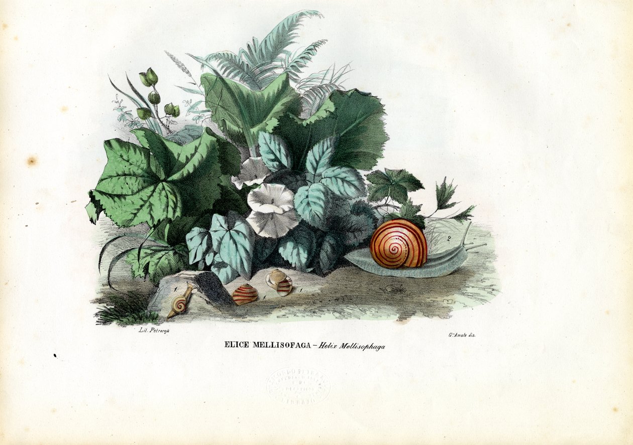 Helix csigák, 1863-79 alkotó: Raimundo Petraroja