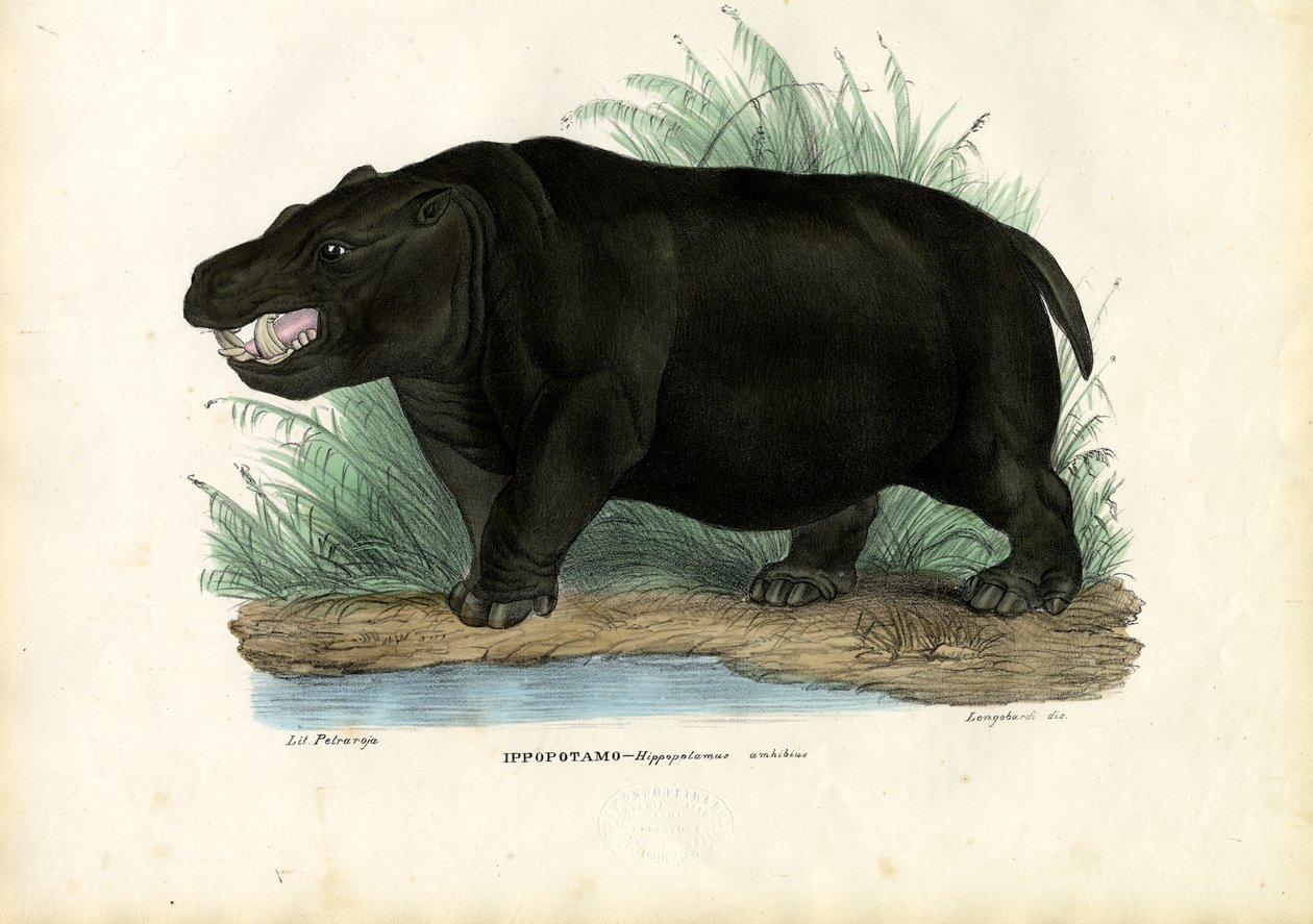 Víziló, 1863-79 alkotó: Raimundo Petraroja