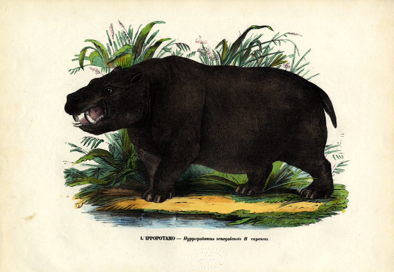 Víziló, 1863-79 alkotó: Raimundo Petraroja