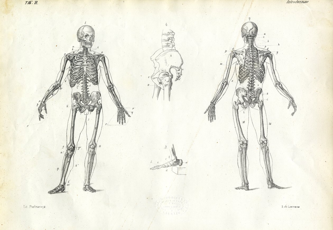 Emberi lény, 1863-79 alkotó: Raimundo Petraroja