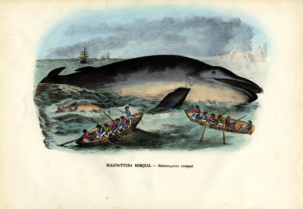 Púpos bálna, 1863-79 alkotó: Raimundo Petraroja