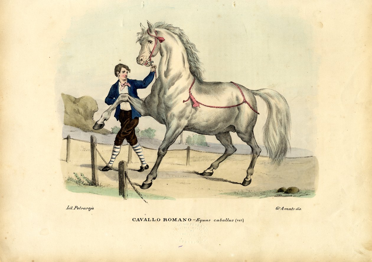 Olasz ló, 1863-79 alkotó: Raimundo Petraroja