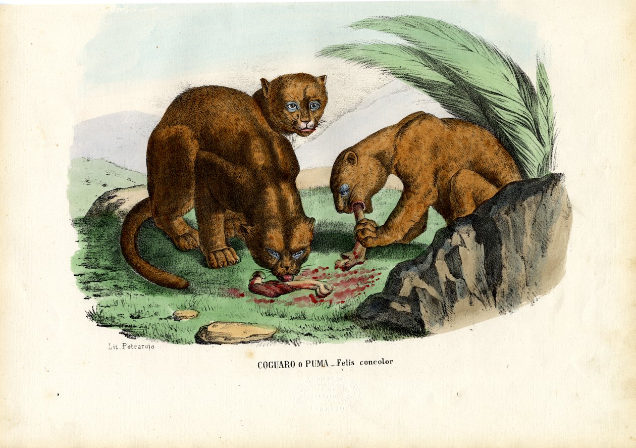 Puma, 1863-79 alkotó: Raimundo Petraroja
