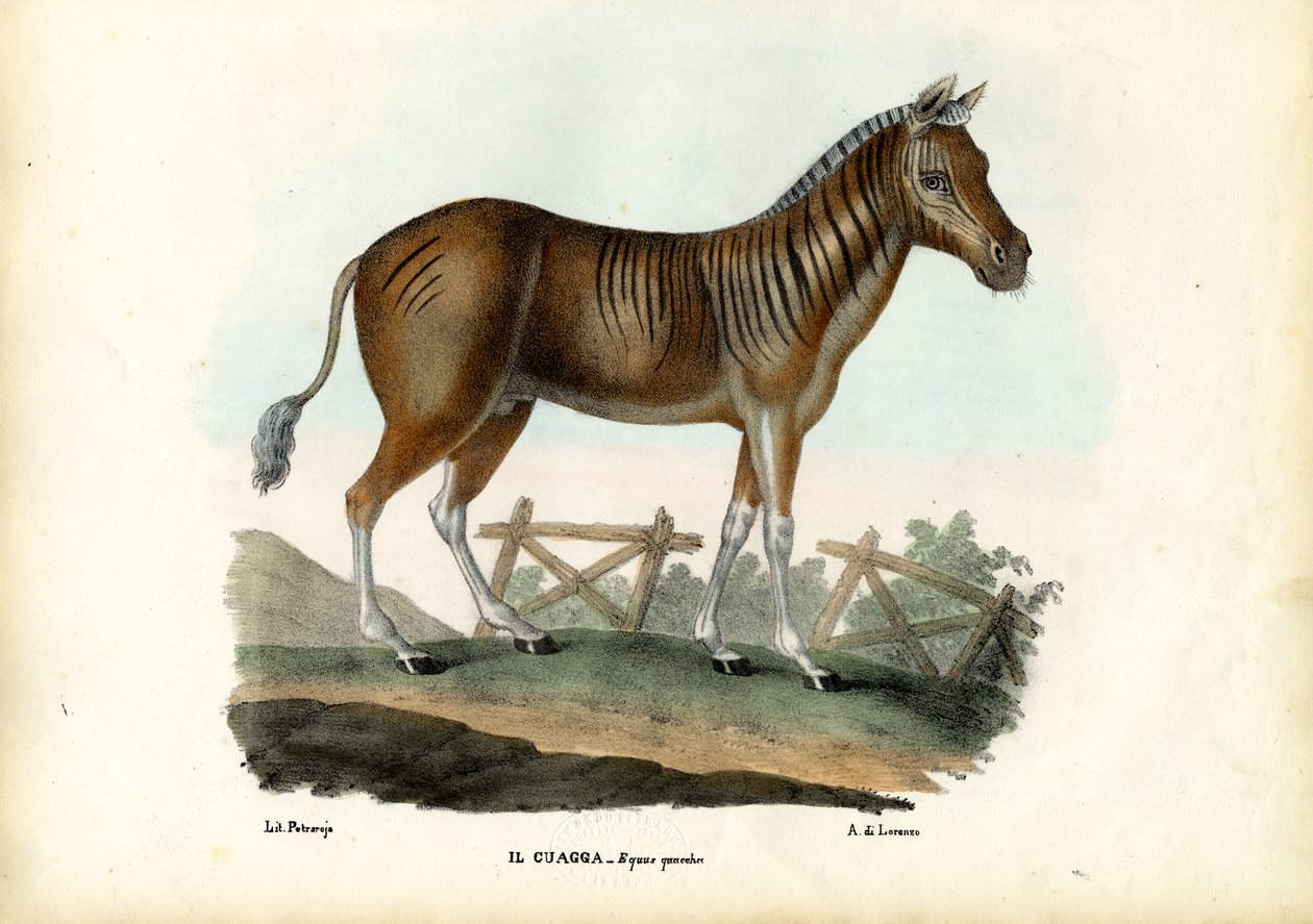 Quagga, 1863-79 alkotó: Raimundo Petraroja