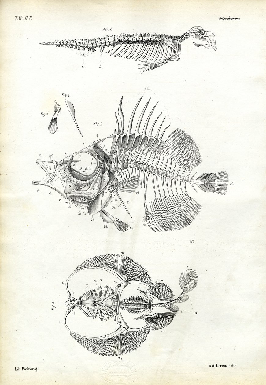 Pecsét, 1863-79 alkotó: Raimundo Petraroja