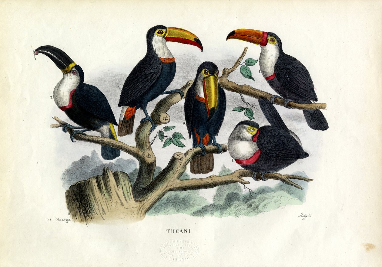 Tukánok, 1863-79 alkotó: Raimundo Petraroja